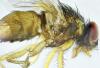 Phaonia subventa